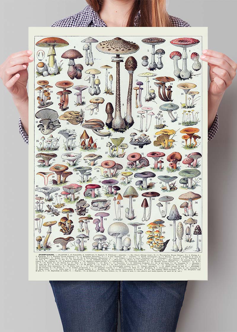 Vintage Mushrooms Chart Poster 1
