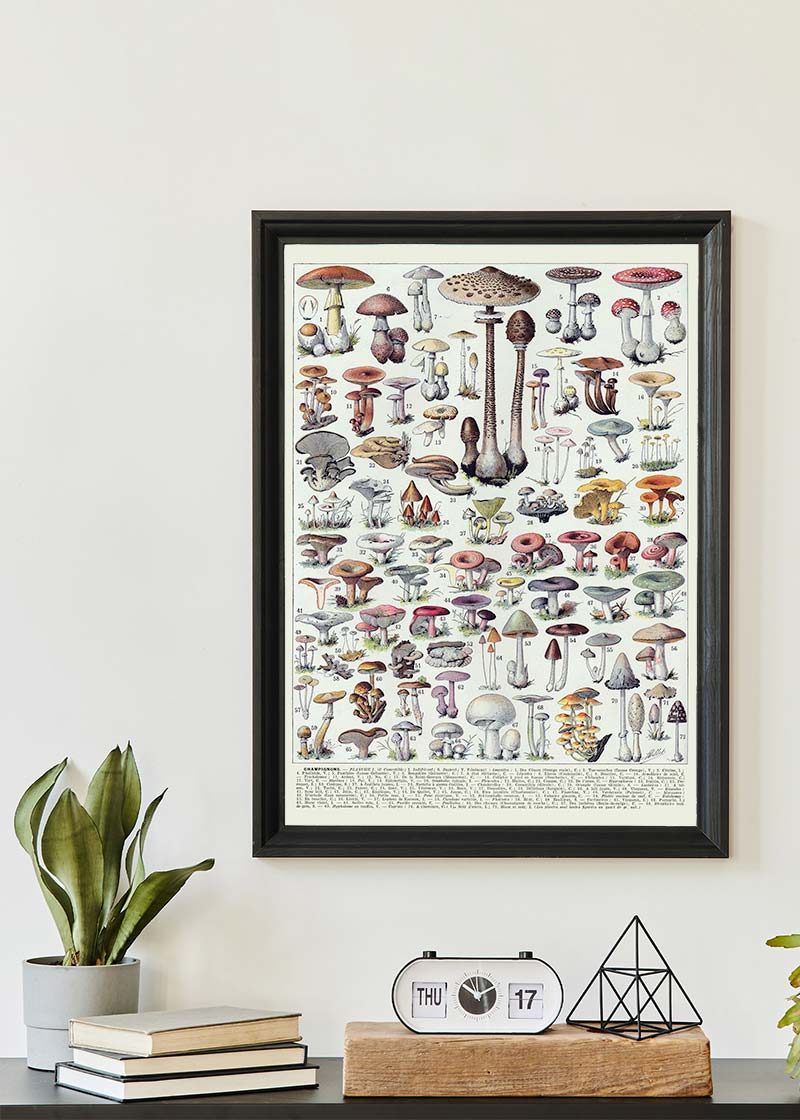 Vintage Mushrooms Chart Poster 1