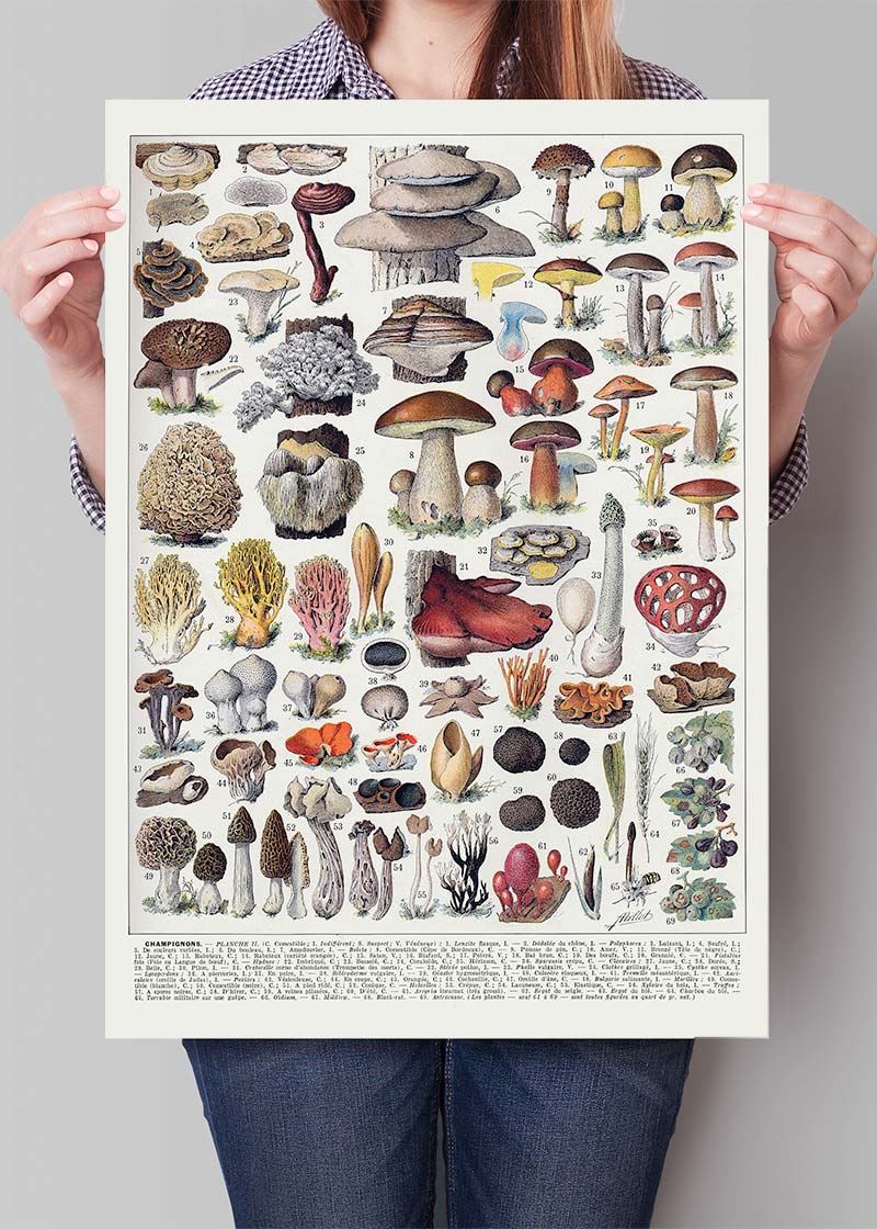 Clearance - Vintage Mushrooms 30x40cm