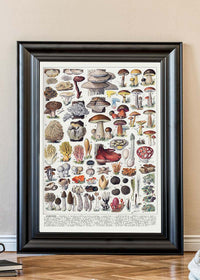Vintage Mushrooms Chart Poster 2