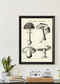 Vintage Black and White Mushrooms - Encyclopaedia Of Horticulture