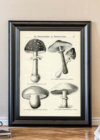 Vintage Black and White Mushrooms - Encyclopaedia Of Horticulture
