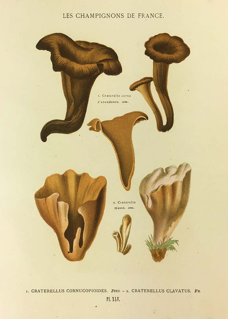 Les Champignons De France - Craterellus Cornucopioides