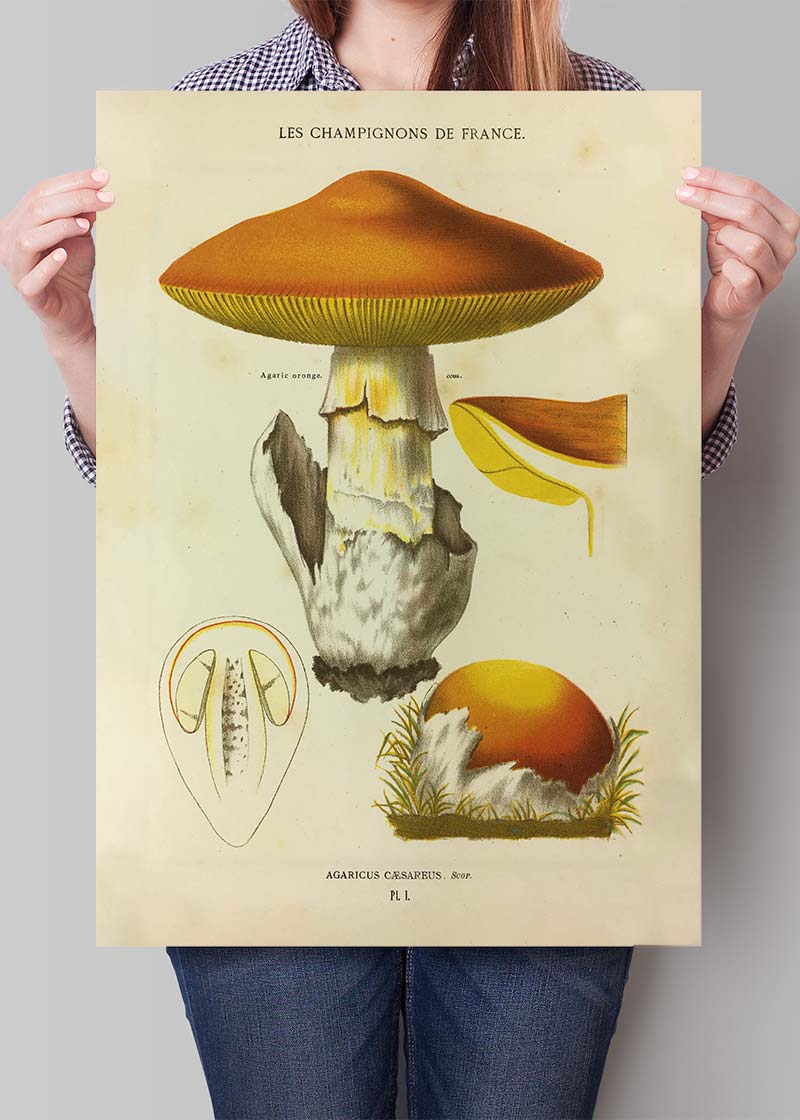 59s france キノコ図鑑 Champignon de France フランスヴィンテージ 1959s キノコ図鑑 Champignon de France