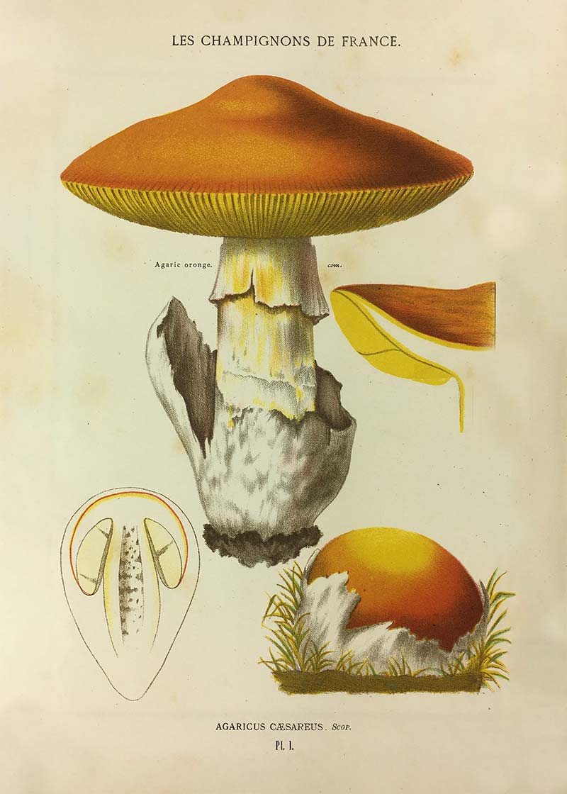 59s france キノコ図鑑 Champignon de France Les Champignons De France - Agaricus Caesareus – InkAndDrop