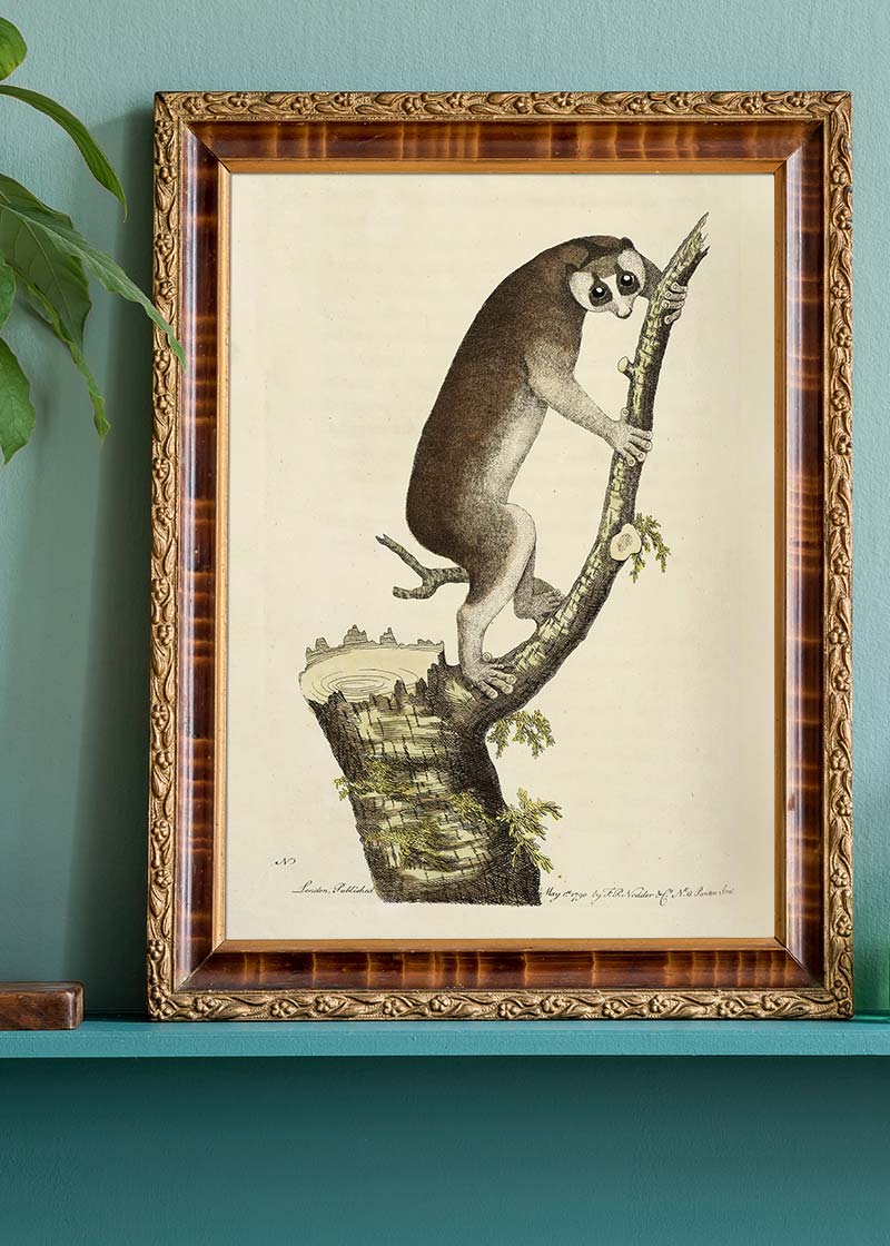 Vintage Lemur Illustration Bird Print