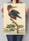 Vintage Crested Kingfisher Bird Print