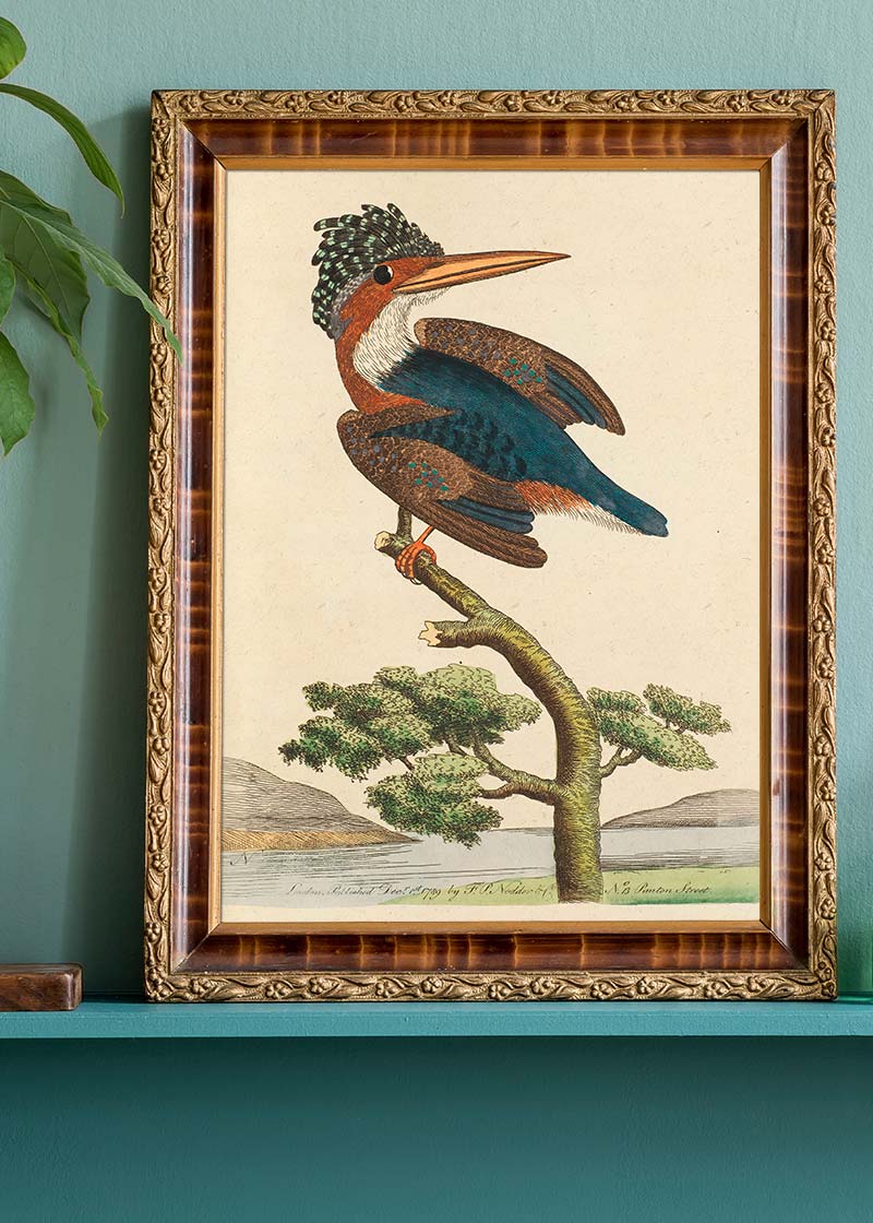 Vintage Crested Kingfisher Bird Print