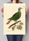 Vintage Black Capped Pigeon Bird Print