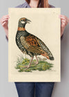 Vintage The Francolin Bird Print