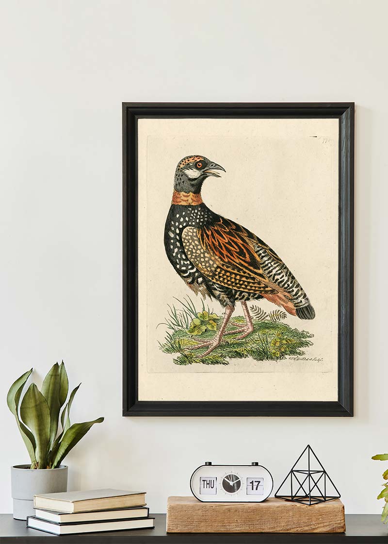Vintage The Francolin Bird Print