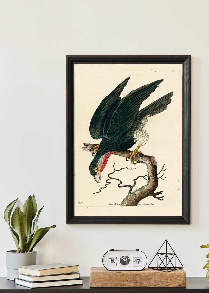 Vintage Purple-Throated Falcon Bird Print