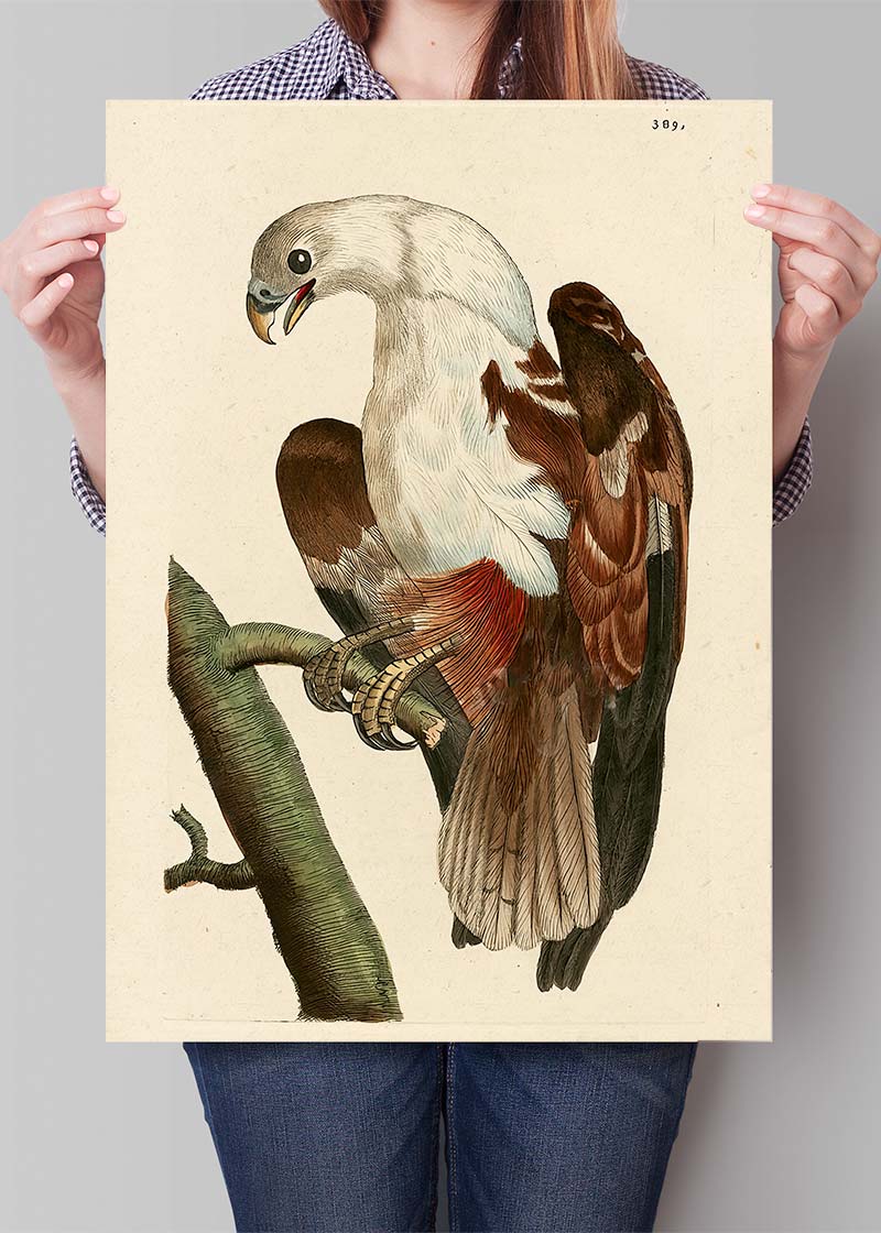Vintage Pondicherry Eagle Bird Print