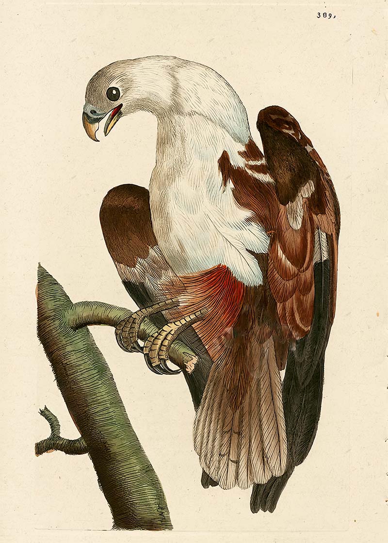 Vintage Pondicherry Eagle Bird Print