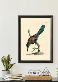Vintage Great Jacamar Bird Print