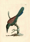 Vintage Great Jacamar Bird Print