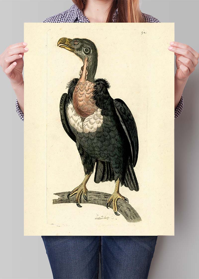 Vintage Alpine Vulture Print