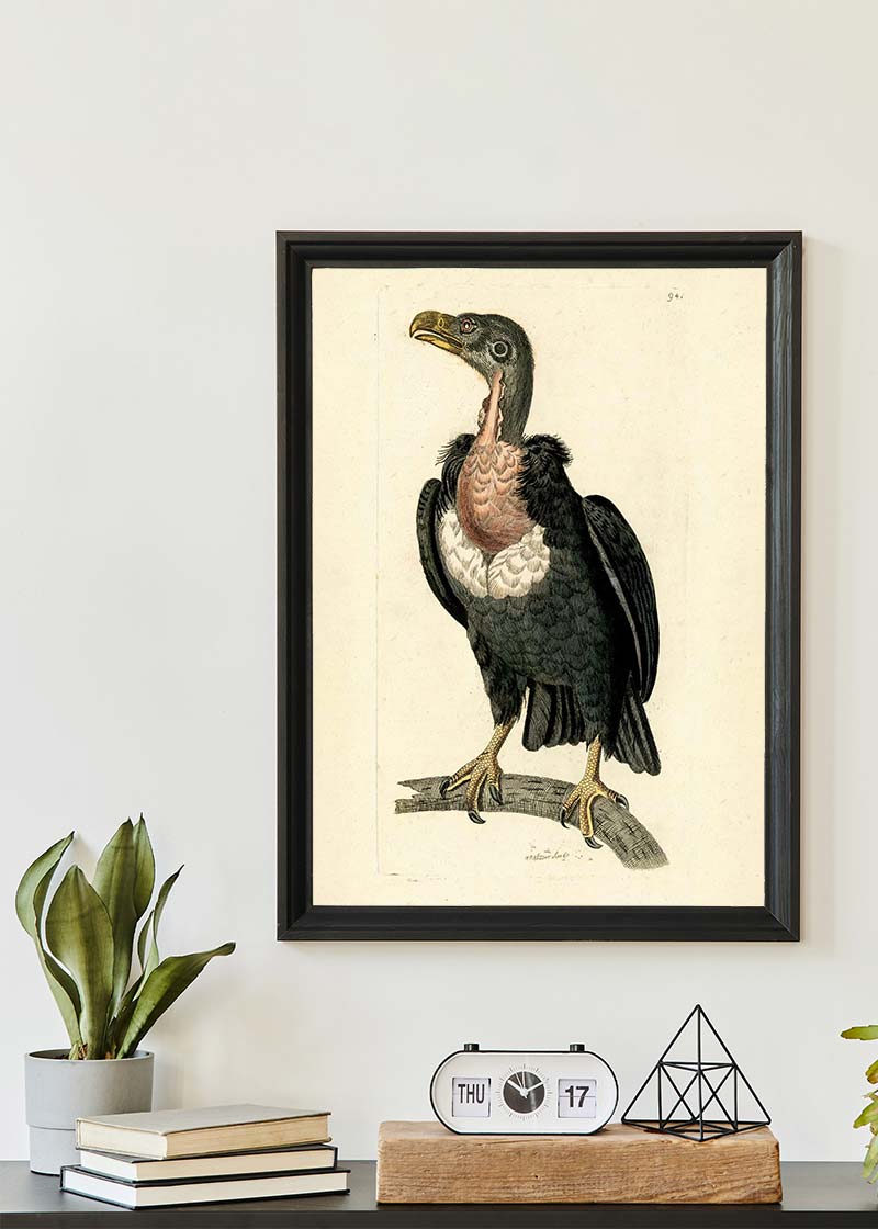 Vintage Alpine Vulture Print