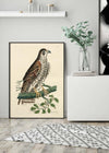 Vintage Falcon Bird Print