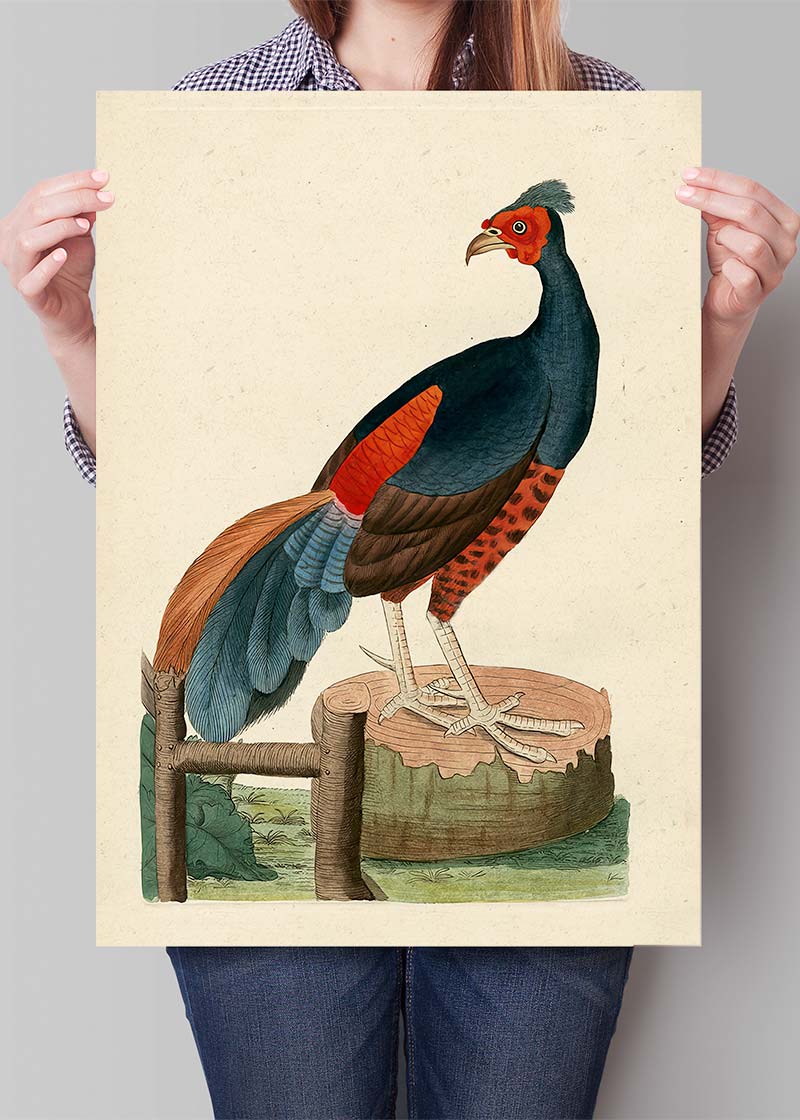 Vintage Fire-Backed Pheasant Bird Print