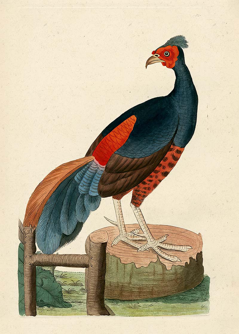 Vintage Fire-Backed Pheasant Bird Print