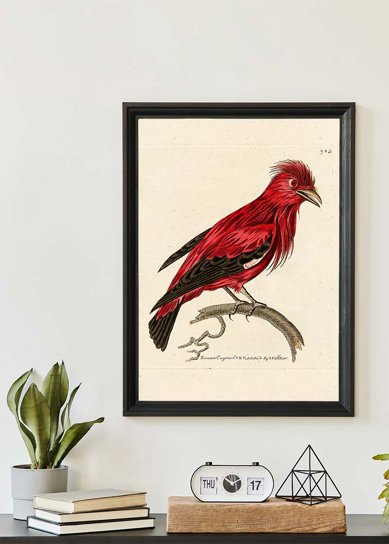 Vintage Crimson Chatterer Bird Print
