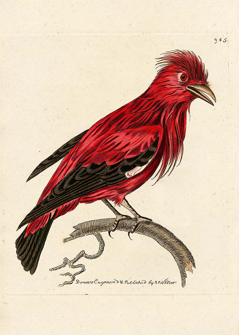 Vintage Crimson Chatterer Bird Print