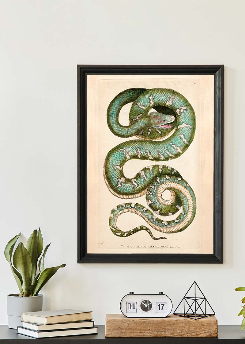 Vintage Canine Boa Snake Print