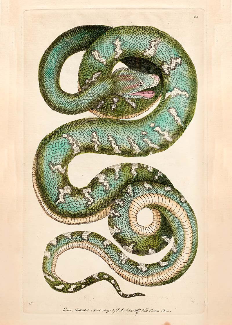 Vintage Canine Boa Snake Print
