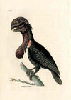 Vintage Purple Sided Gorgonia